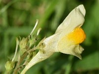 Linaria vulgaris 51, Vlasbekje, Saxifraga-Sonja Bouwman