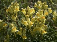 Linaria vulgaris 52, Vlasbekje, Saxifraga-Willem van Kruijsbergen