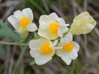 Linaria vulgaris 53, Vlasbekje, Saxifraga-Tom Heijnen