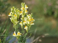 Linaria vulgaris 54, Vlasbekje, Saxifraga-Tom Heijnen