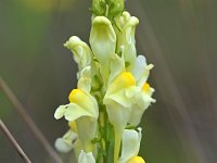 Linaria vulgaris 55, Vlasbekje, Saxifraga-Tom Heijnen