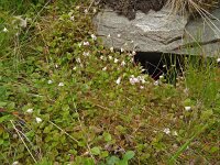 Linnaea borealis 46, Linnaeusklokje, Saxifraga-Hans Grotenhuis