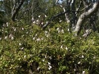 Linnaea borealis 47, Linnaeusklokje, Saxifraga-Willem van Kruijsbergen