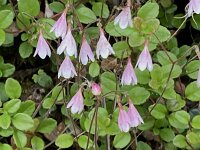 Linnaea borealis 49, Linnaeusklokje, Saxifraga-Willem van Kruijsbergen