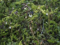 Linnaea borealis 50, Linnaeusklokje, Saxifraga-Willem van Kruijsbergen