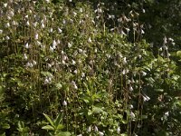 Linnaea borealis 57, Linnaeusklokje, Saxifraga-Willem van Kruijsbergen