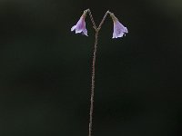 Linnaea borealis 1, Linnaeusklokje, Saxifraga-Willem van Kruijsbergen