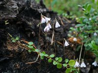 Linnaea borealis 12, Linnaeusklokje, Saxifraga-Jeroen Willemsen