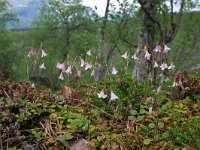 Linnaea borealis 13, Linnaeusklokje, Saxifraga-Jeroen Willemsen