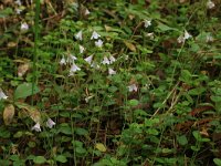 Linnaea borealis 15, Linnaeusklokje, Saxifraga-Hans Boll