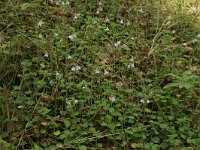 Linnaea borealis 17, Linnaeusklokje, Saxifraga-Hans Boll