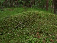 Linnaea borealis 18, Linnaeusklokje, Saxifraga-Hans Boll