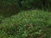 Linnaea borealis 19, Linnaeusklokje, Saxifraga-Hans Boll