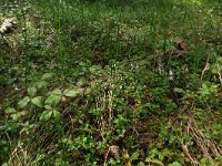 Linnaea borealis 20, Linnaeusklokje, Saxifraga-Hans Boll