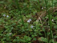 Linnaea borealis 21, Linnaeusklokje, Saxifraga-Hans Boll