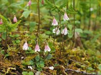 Linnaea borealis 22, Linnaeusklokje, Saxifraga-Hans Dekker