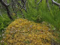 Linnaea borealis 23, Linnaeusklokje, Saxifraga-Hans Dekker