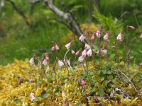 Linnaea borealis 24, Linnaeusklokje, Saxifraga-Hans Dekker