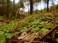 Linnaea borealis 25, Linnaeusklokje, Saxifraga-Ed Stikvoort