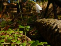 Linnaea borealis 26, Linnaeusklokje, Saxifraga-Ed Stikvoort