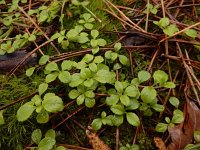 Linnaea borealis 27, Linnaeusklokje, Saxifraga-Ed Stikvoort