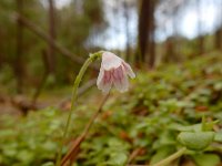 Linnaea borealis 29, Linnaeusklokje, Saxifraga-Ed Stikvoort