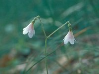 Linnaea borealis 3, Linnaeusklokje, Saxifraga-Hans Dekker