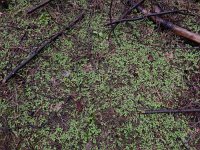 Linnaea borealis 30, Linnaeusklokje, Saxifraga-Ed Stikvoort