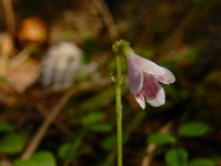 Linnaea borealis 31, Linnaeusklokje, Saxifraga-Ed Stikvoort