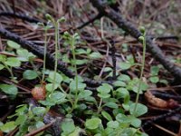 Linnaea borealis 32, Linnaeusklokje, Saxifraga-Ed Stikvoort