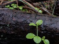 Linnaea borealis 33, Linnaeusklokje, Saxifraga-Ed Stikvoort