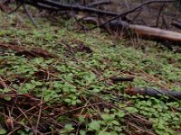 Linnaea borealis 34, Linnaeusklokje, Saxifraga-Ed Stikvoort