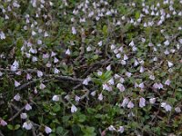 Linnaea borealis 35, Linnaeusklokje, Saxifraga-Ed Stikvoort