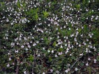 Linnaea borealis 36, Linnaeusklokje, Saxifraga-Ed Stikvoort