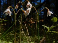 Linnaea borealis 37, Linnaeusklokje, Saxifraga-Ed Stikvoort