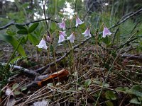 Linnaea borealis 39, Linnaeusklokje, Saxifraga-Ed Stikvoort