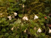 Linnaea borealis 4, Linnaeusklokje, Saxifraga-Jan van der Straaten