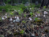 Linnaea borealis 40, Linnaeusklokje, Saxifraga-Ed Stikvoort