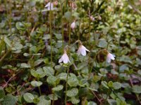 Linnaea borealis 42, Linnaeusklokje, Saxifraga-Ed Stikvoort