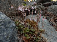 Linnaea borealis 43, Linnaeusklokje, Saxifraga-Ed Stikvoort