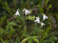 Linnaea borealis 7, Linnaeusklokje, Saxifraga-Willem van Kruijsbergen