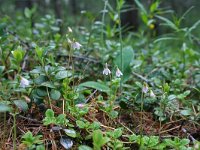 Linnaea borealis 8, Linnaeusklokje, Saxifraga-Jeroen Willemsen