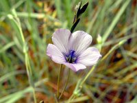 Linum bienne 14, Saxifraga-Hans Grotenhuis