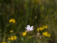 Linum catharticum 27, Geelhartje, Saxifraga-JanNijendijk