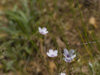 Linum catharticum 28, Geelhartje, Saxifraga-JanNijendijk