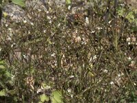 Linum catharticum 29, Geelhartje, Saxifraga-Willem van Kruijsbergen