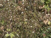 Linum catharticum 30, Geelhartje, Saxifraga-Willem van Kruijsbergen
