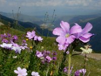 Linum hypericifolium 5, Saxifraga-Ed Stikvoort