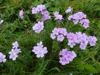 Linum hypericifolium 6, Saxifraga-Ed Stikvoort