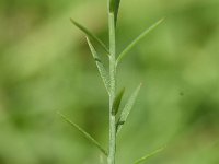 Linum narbonense 13, Saxifraga-Sonja Bouwman  Blauw vlas - Linum narbonense - Plantaginaceae familie